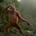 之前上传红毛猩猩跳舞误导了，实际上是CG动画