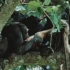 猩猩组队，活撕猴子并吞食