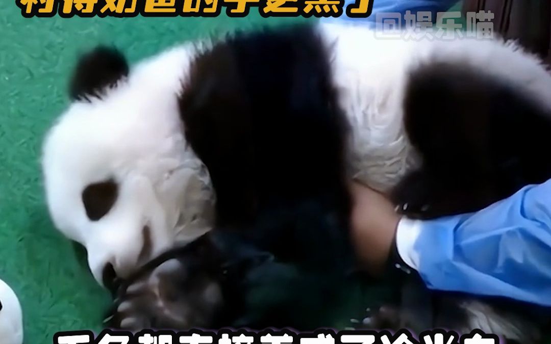 突然就理解暖暖回来的时候为什么不会剥笋了#熊猫#国宝
