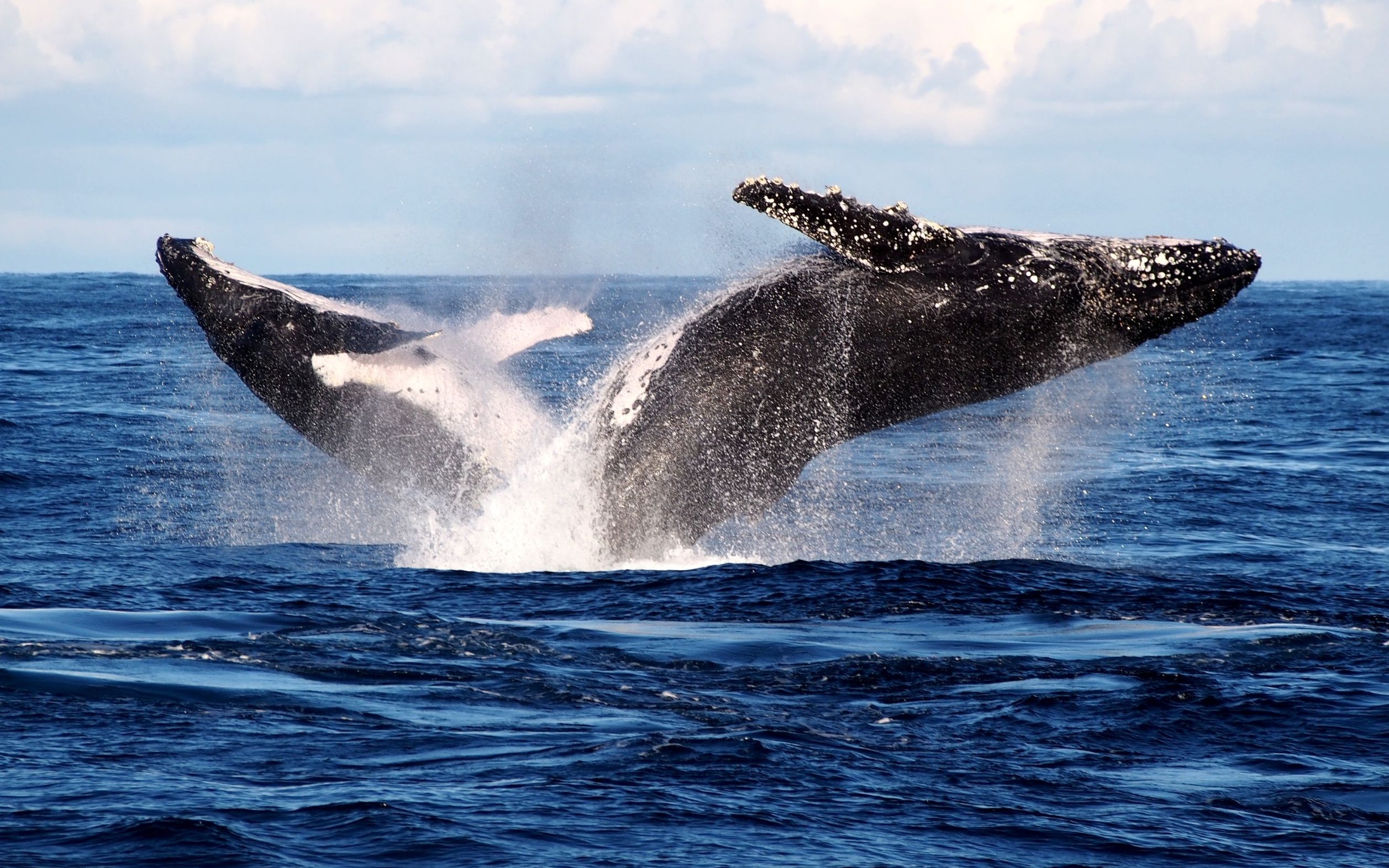 可近距离抚摸 鲸鱼迁徙伪装成“岩石”靠近船只