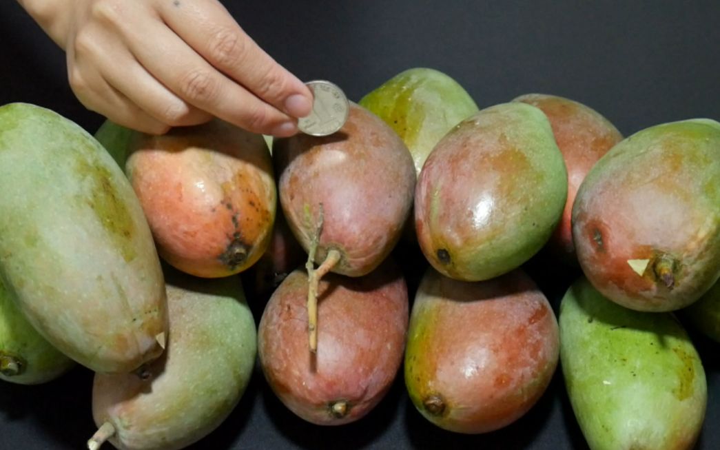 新买的贵妃芒开箱，教你快速催熟小妙招，一天就能吃，太棒了