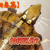 【新春篇】国龟眼斑，四眼（介绍，区分方式，公母异同）【带你了解冷门龟