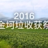 【金坷垃】2016金坷垃收获祭