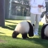 【生活在日本的熊猫】日本饲养员给滚滚奶瓶自己喝，太可爱了