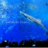 Okinawa Churaumi Aquarium - 冲绳美海水族馆 - IMAX般的可以美哭的画面