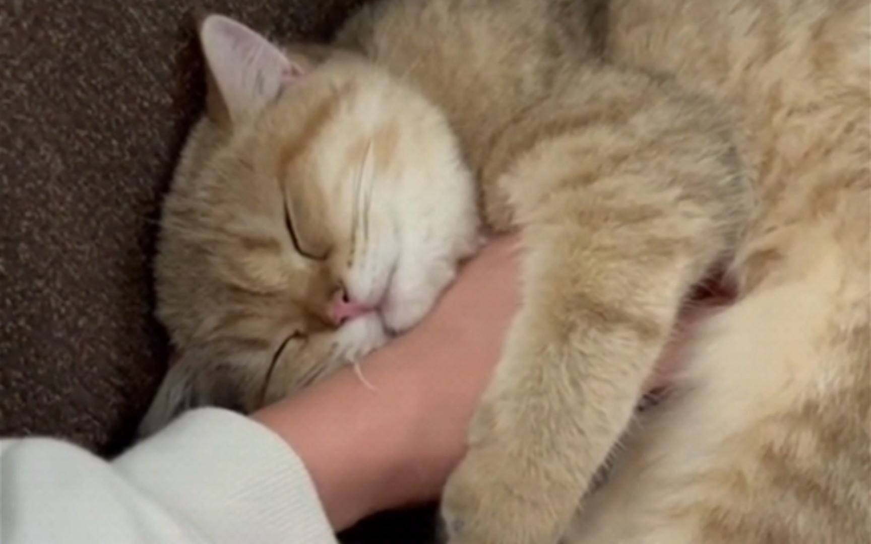 日本一小奶猫成精，睡姿萌化网友：这猫怎么比我还像人？_茶叶