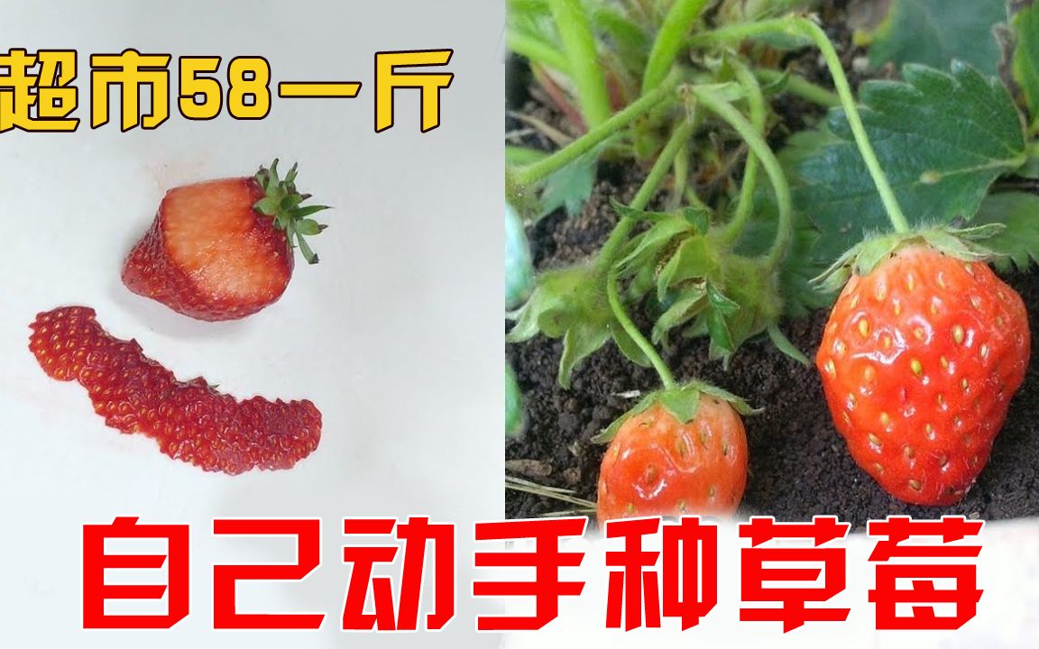 沉浸式种草莓 400天历尽艰险实现草莓自由 太解压给力