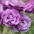 喝彩 转基因技术培育的蓝色月季 实际上是浓郁的香芋紫色，日本的高级切花