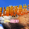 你知道濒临灭绝的动物有哪些吗