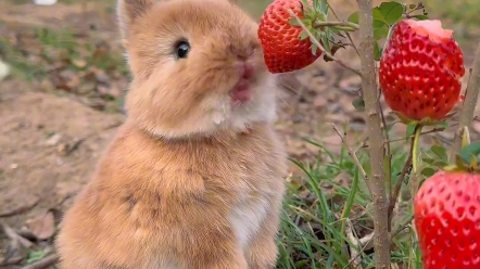 小兔子吃草莓，小嘴嚼的好有节奏感！