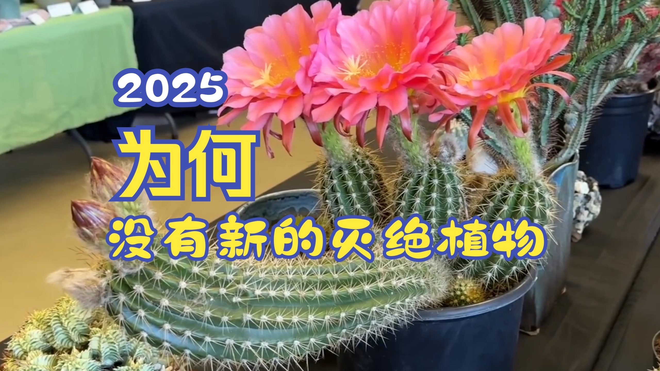 年终总结番外篇，今年为什么没有新灭绝的植物？