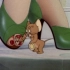 Tom and Jerry|第019集：城市乡巴鼠【4K修复版】