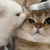 “笨蛋小猫合集
