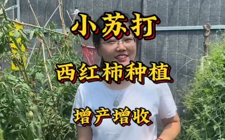 小苏打可以让西红柿增产增收