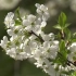 【空镜头】 梨花梨树春天植物 视频素材分享