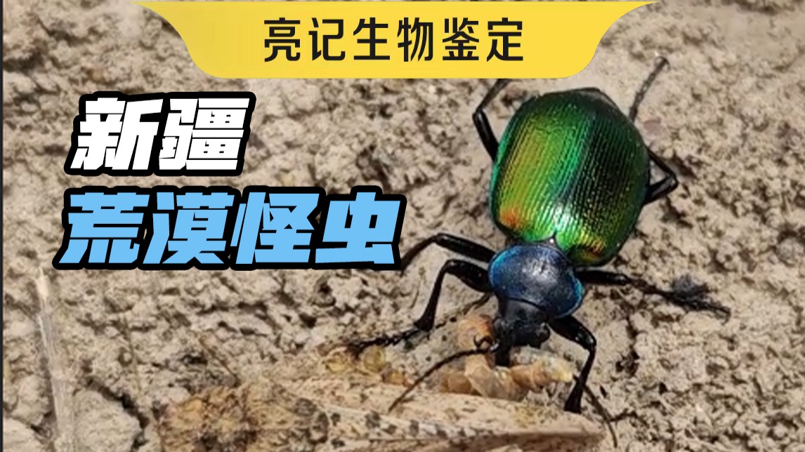 新疆的疆星步甲太炫了，石蛃太古了，竟然还有“寡妇蜘蛛”，太让我意外了