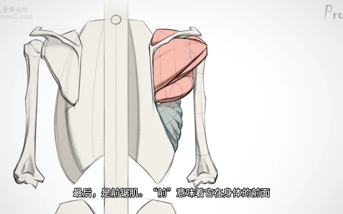 【艺用人体解剖】Proko（全集中字）3-4.1:肩部肌肉-解剖与运动