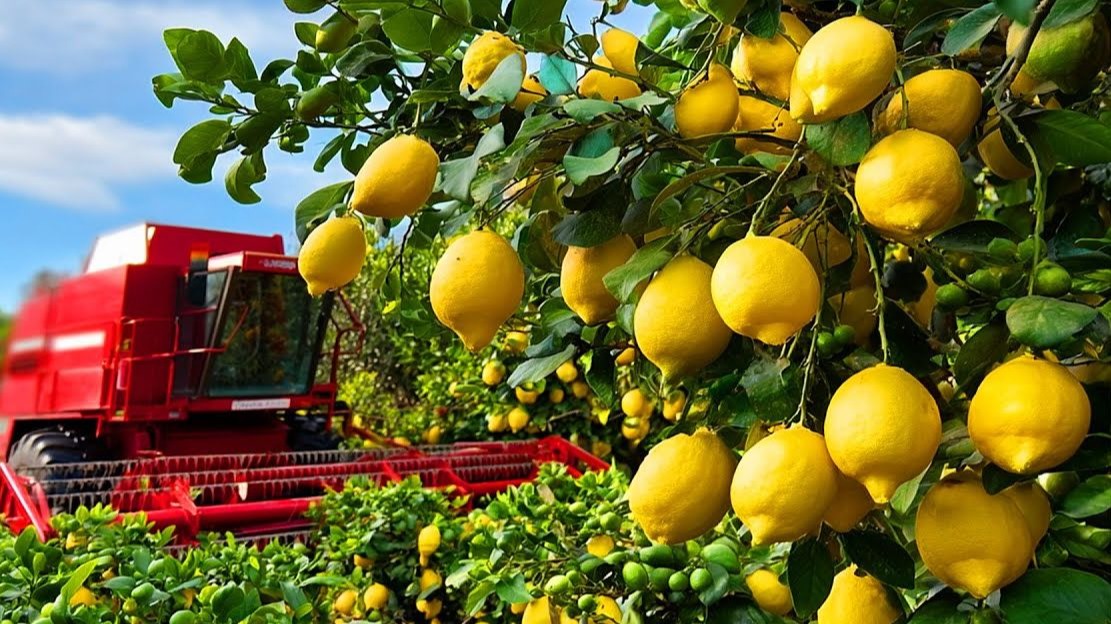 柠檬新鲜到餐桌，背后隐藏的现代科技与匠心之旅揭秘