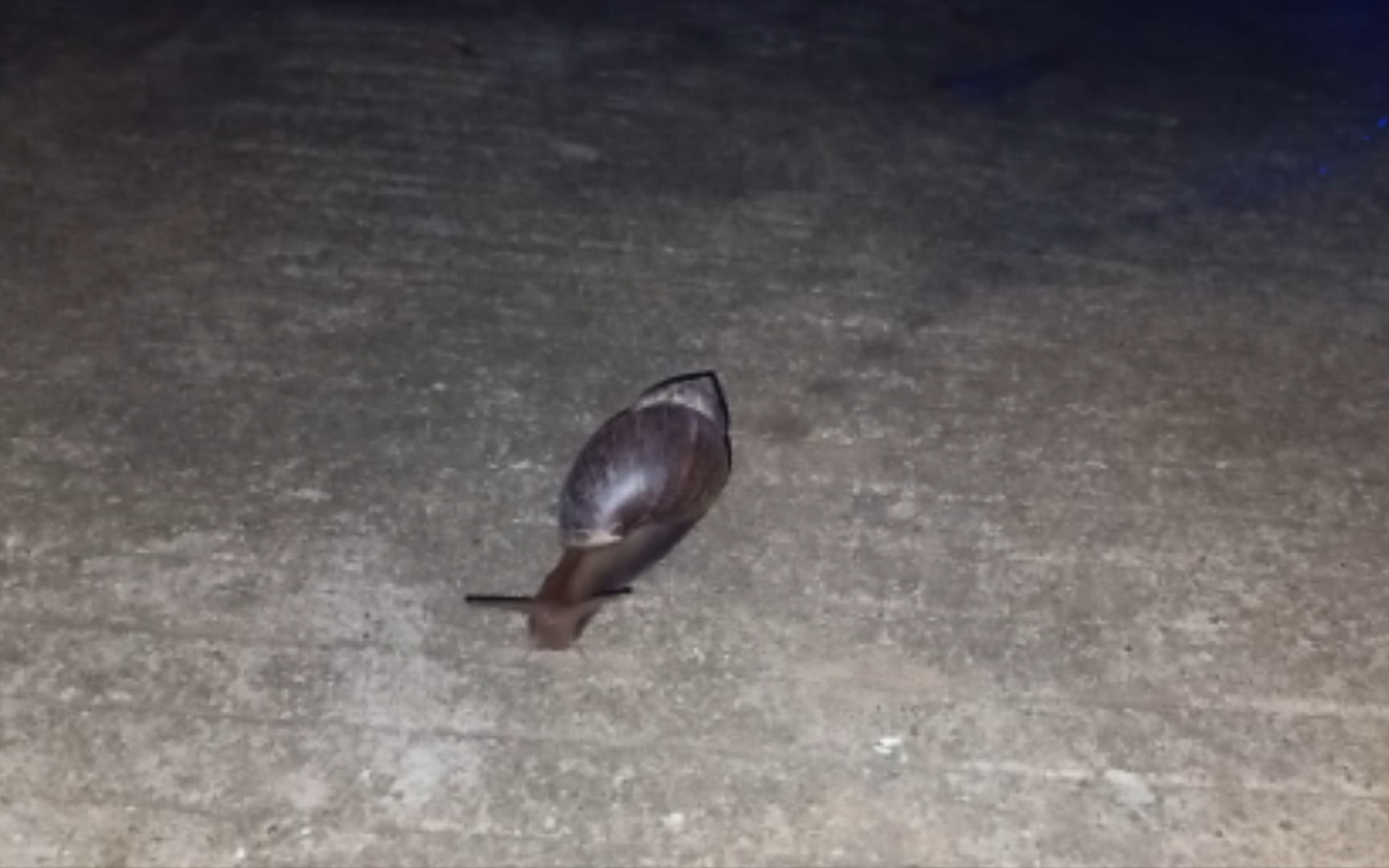 非洲大蜗牛：不是，你白天射完，晚上还射！