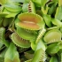 【英文字幕】捕蝇草捕食 BBC-venus flytrap