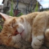 【白噪音/环境音】1小时 夏天的橘猫 午睡氛围声