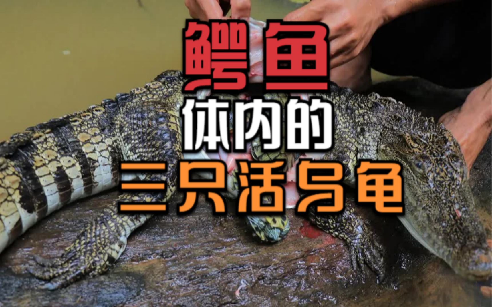 百万粉丝博主为博人眼球，拍摄假视频，将三只乌龟放入鳄鱼体内