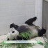 【成长吧！大熊猫】第二期正片：迎来三只待产的熊猫妈妈和三个带拆“熊猫盲盒”