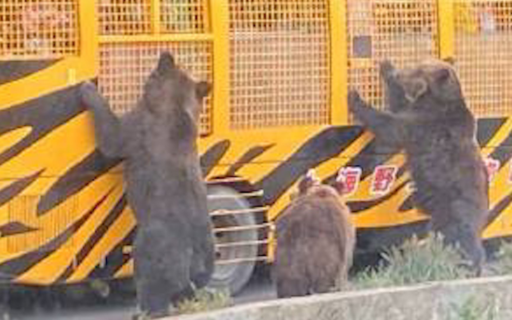 上海野生动物园回应工作人员遭熊攻击身亡：极为痛心 猛兽区已关闭