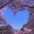 “最大的樱花园不在日本，在中国”