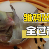 苦苦等待了21天，小雏鸡出壳的全过程被我拍下来了
