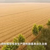 中科院专家分析，生态农业产量也能高于工业化农业，绿色又高产