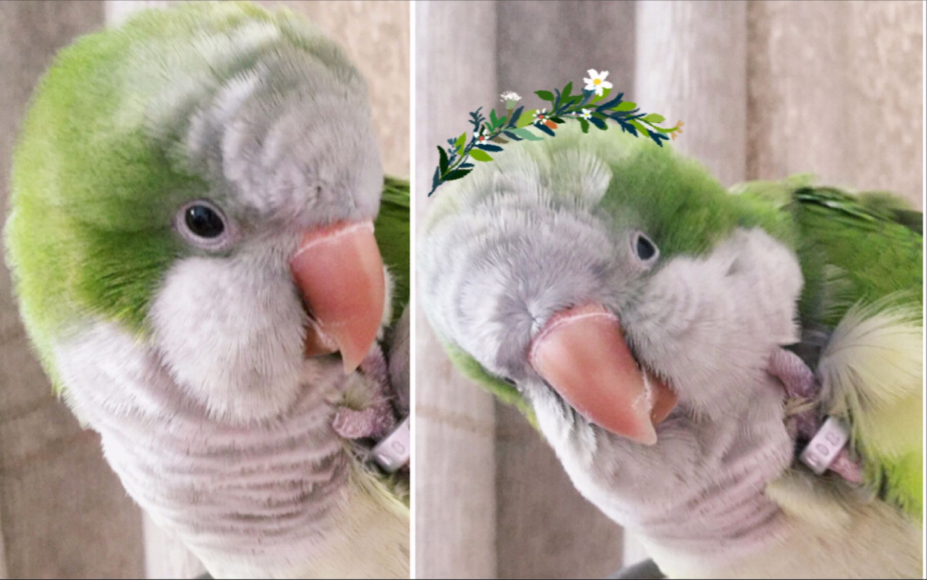 揪揪与给给---纯日常篇之鹦鹉给给的可爱头部按摩!