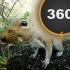 【4K 360°全景视频】全景视角下的松鼠实在是太可爱了