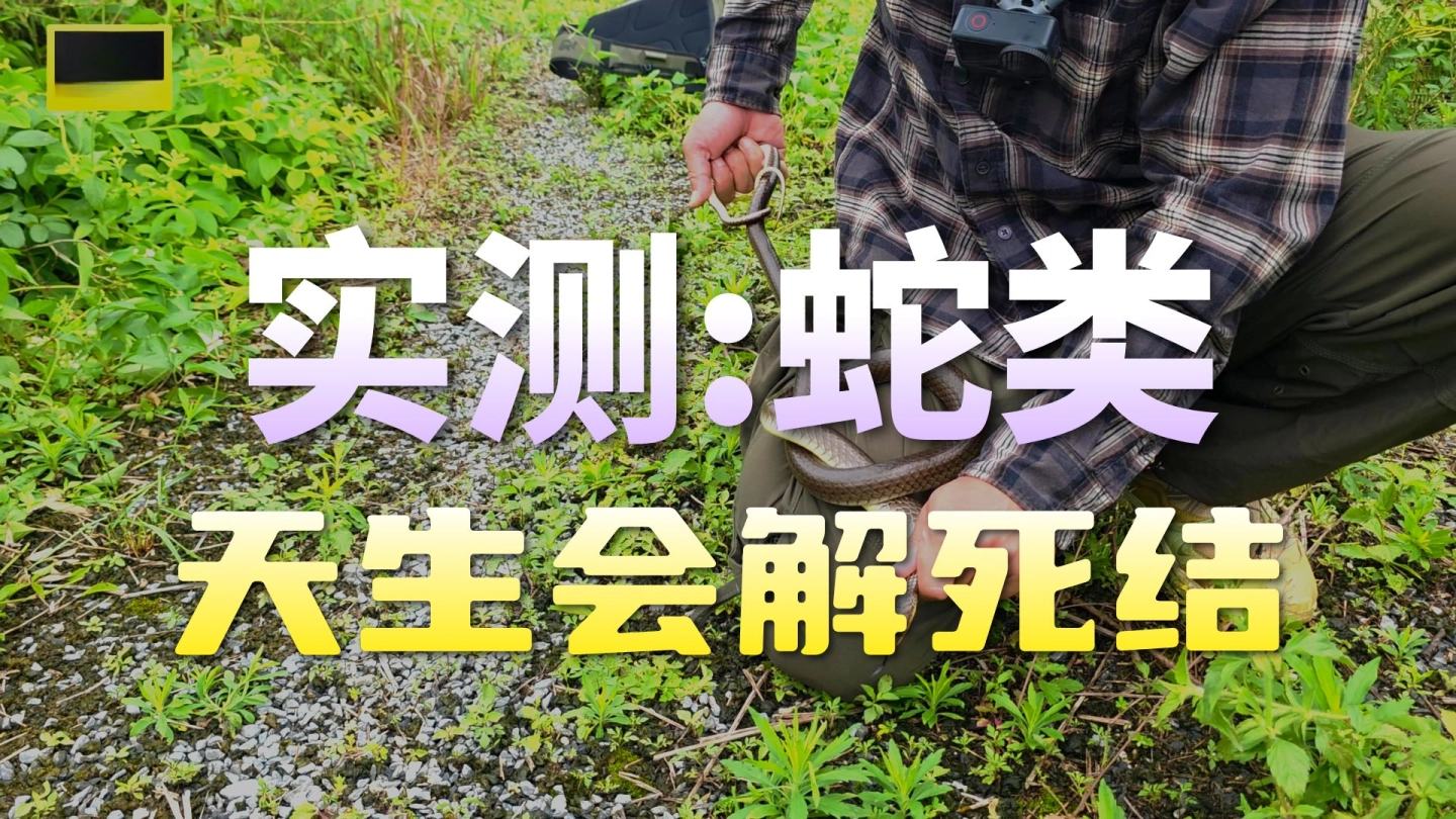 给蛇打个结会自己解开吗？ 缩略图