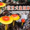 鉴别蘑菇从入门到精通（3）实地找蘑菇，识别蘑菇详解：凸顶红黄鹅膏，隐花青鹅膏的识别