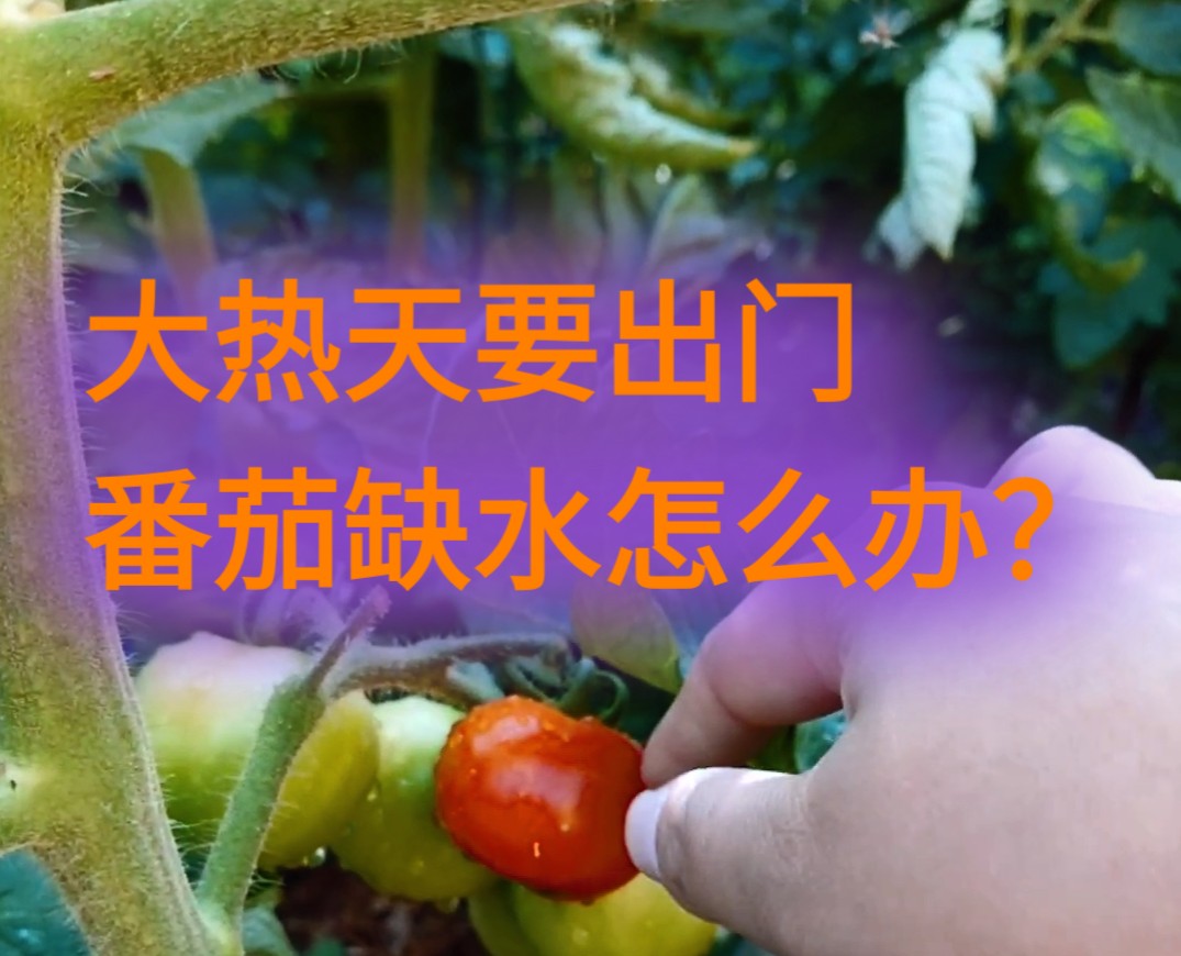 [种番茄]第九弹 - 大热天要出门，害怕番茄缺水，up主临时想的土办法管用吗？