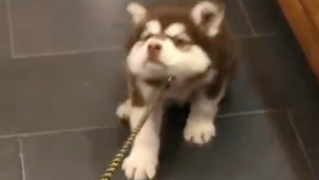 狗不懂为什么最怕的医生会出现在家里