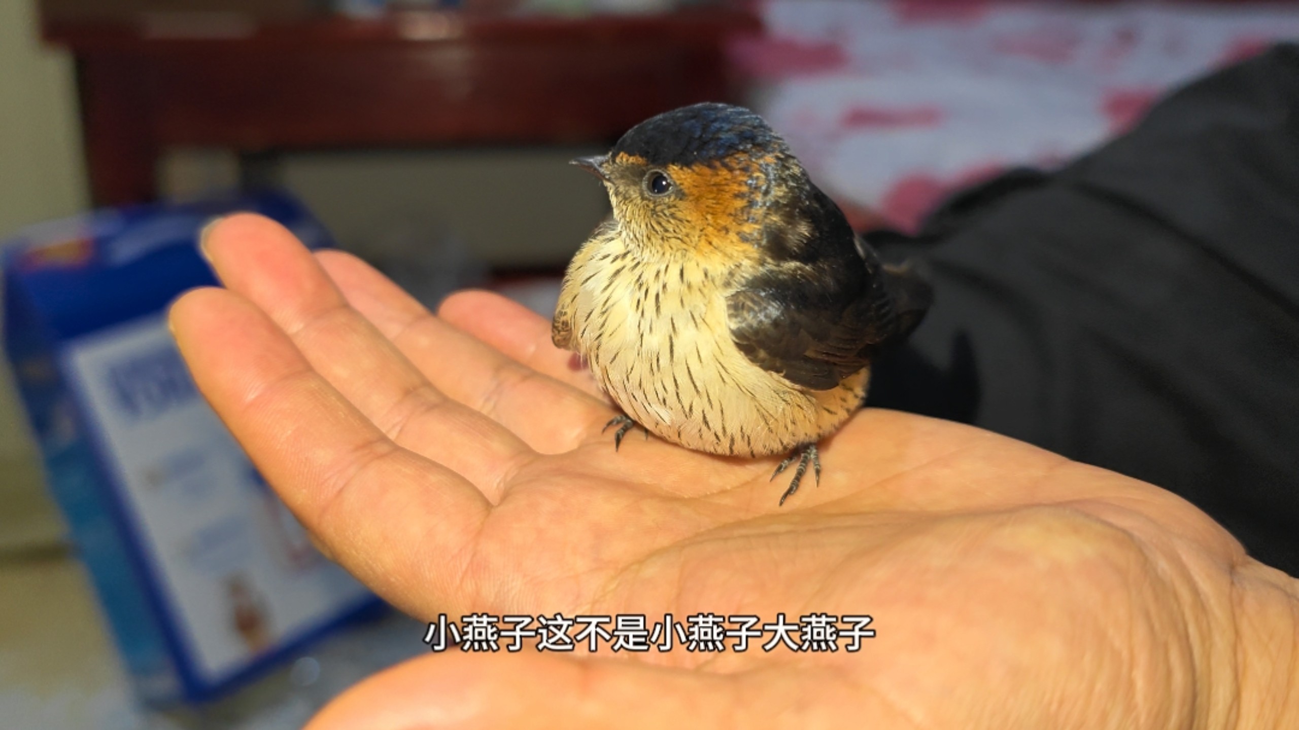 圆滚滚的小燕子！