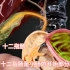 消化道展示：肝脏，胆囊，胃和十二指肠
