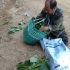 上山摘野菜啦！一人摘了一袋子，有四叶菜柳蒿芽，绿色有机纯天然