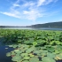 【空镜头】 荷叶湖泊公园 视频素材分享