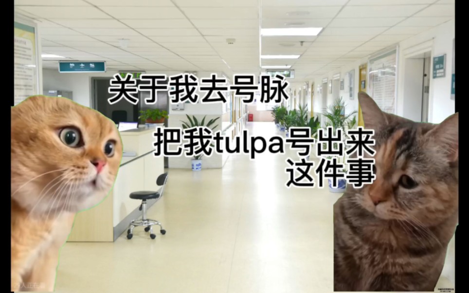 关于我去号脉把我Tulpa号出来这件事