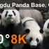 【360° VR】中国成都熊猫基地,8K航拍视频