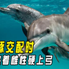 海豚交配时，强迫雌性也就罢了，为何连同性也不放过？ #海豚 #科普 #海洋生物 #保护海洋