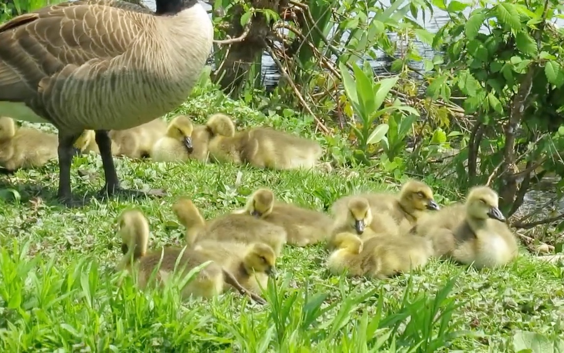 加拿大鹅的“小黄鸭”宝宝们正在睡午觉