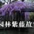 但愿日子清静，抬头遇见的都是柔情 | 苏州园林紫藤故事