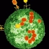 T2噬菌体侵染细菌