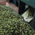 橄榄从机械化采摘，到加工成橄榄油的全过程!