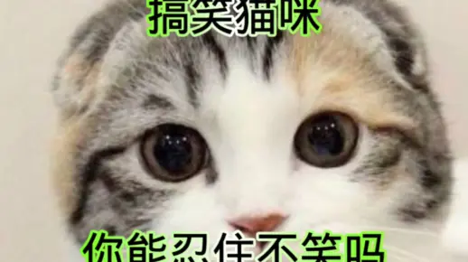 搞笑猫咪，你能忍住不笑吗