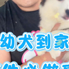 刚抱回小奶狗手忙脚乱？第一周做好这 5 件事，保准养得又乖又健康